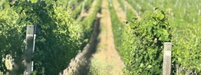 BC一酒庄卖家编造获奖 中国买家仍败诉赔偿200万