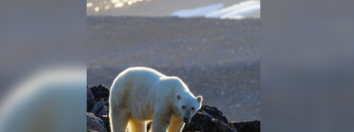 惨！加拿大男子拍摄北极熊照片时遇两头北极熊伏击身亡