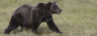 灰熊闯入卑诗省小学！11老师孩子受伤！4人伤势严重