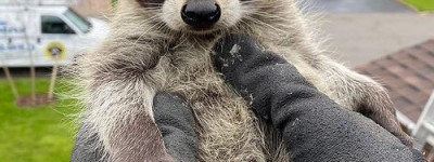 市内的浣熊正“进化”得越来越可爱，能成为人类新的宠物吗？