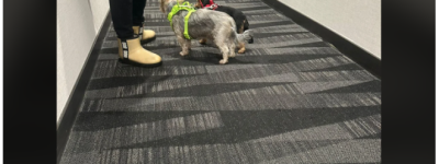 万锦女子在公寓楼道遛狗: 邻居被咬伤后, 二话不说, 当场溜走!