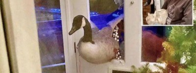 加拿大鹅漂洋过海到英国，撞破民宅玻璃门 吓坏女屋主