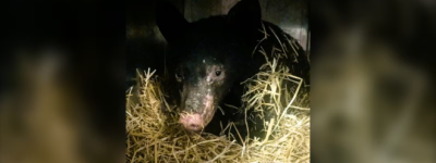 BC省一只熊崽被严重烧伤，正治疗康复中