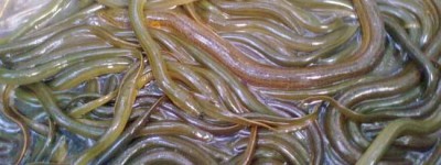 黄鳝对人有什么好处？