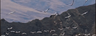 「西藏游·攻略」冬季到拉萨……来，看，鸟！