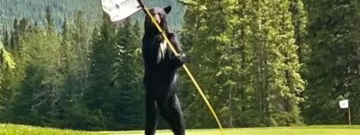 亞省黑熊“高球手” 在鄉村高爾夫球場威武開球