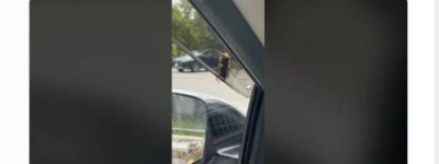 亞洲“殺人黃蜂”空降加拿大