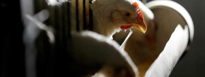 巴西又一州属被禁出口肉鸡到日本