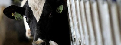 担忧禽流感 加拿大收紧美国种牛进口措施