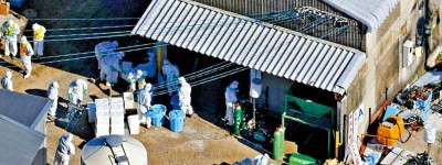 日本再爆禽流感　撲殺逾7萬隻雞