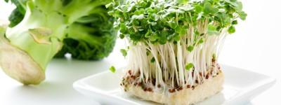 對抗空氣汙染 實證研究：吃這種「天菜」加強身體排毒｜天下雜誌