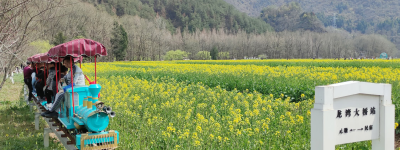 陝西加開「賞花專列」8分鐘一趟　助力遊客輕鬆實現春日詩意旅程