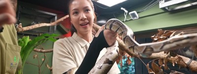 陳曉華玩蛇全程「硬晒軚」