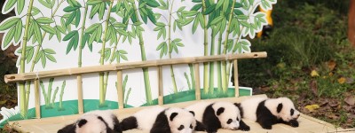 直击｜过节了，重庆四只熊猫凑一桌“围炉吃果”共享大餐
