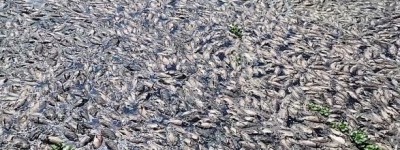 台湾一小溪上万条鱼神秘死亡铺满水面 环保机构紧急采验