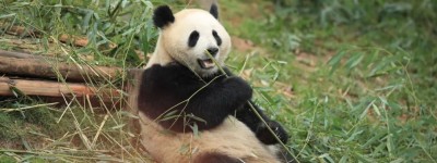 新一对大熊猫将于4月29日启程前往西班牙马德里动物园