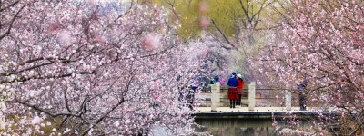国家植物园第二届桃花观赏季暨世界名花展周末开幕