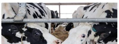 奶價要漲嗎？  加拿大農業政策或走向終結