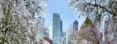 次第绽放 实拍温村网红教堂樱花街