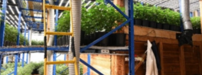 无合法工作身份无大麻种植许可：多伦多5华人涉非法种大麻被捕