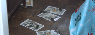 士嘉堡出租公寓大楼老鼠横行管理公司不管：租客难维权