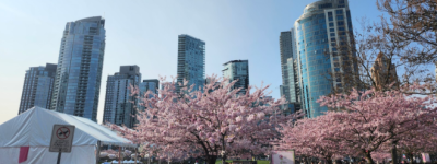 实拍温村这赏樱公园 上百棵樱花盛开人潮汹涌