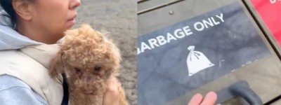 心碎！大温受伤狗狗被扔垃圾箱 小心被控罪