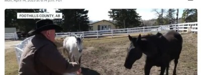 阿省越来越多人想脱离加拿大，并“希望加入美国”