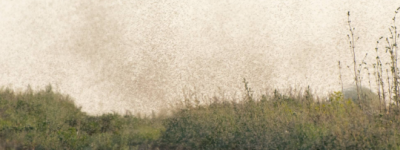 多伦多人大量吐槽蠓虫成灾！真正的不咬人但令人厌恶