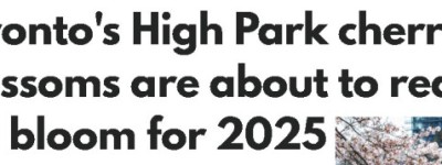 别错过！High Park樱花本周盛开，这些赏花地点比它更早爆满