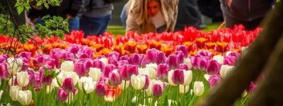 坐标渥太华！世界最大郁金香节今日开幕，30万朵郁金香