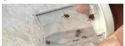 加拿大蜱虫危机! 莱姆病激增20倍 携带5大疾病 这些是感染信号