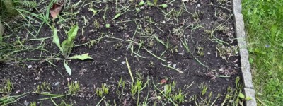 多伦多华人爆料：院子里一池子韭菜，被别人割得一棵没剩