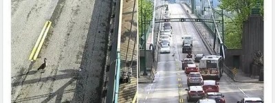 心碎一地：网友目睹温哥华大鹅一家过马路被撞！