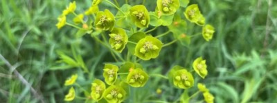 来加拿大后，我学会了“过日子”，大大方方的做一个“穷人”