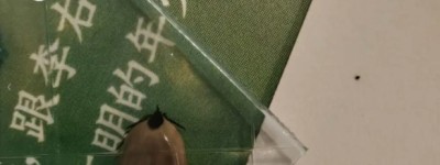 多伦多华人妈妈小区跳操被蜱虫咬！连夜急诊验血X光，账单吓人！