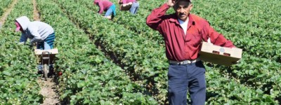 奴隶制的温床？加拿大打算对临时外籍劳工计划进行重大改革