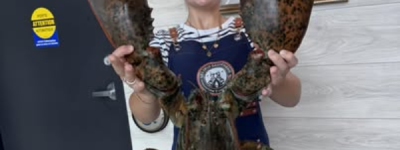 快成精了！加国惊现12磅重巨大龙虾，年龄在50多岁