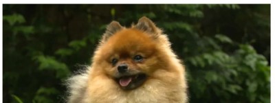 黑熊闯入大温居民家 没想到遇到它落荒而逃