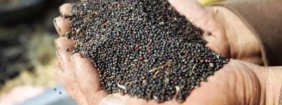 政治牺牲品：中国关税冲击下，加拿大油菜籽农民两周损失1.4亿