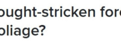 加拿大各地陷干旱，今秋的红叶季恐”失色”！