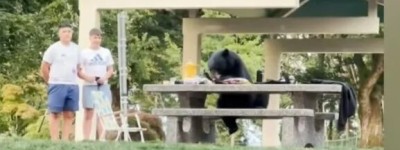 接连大闹大温热门景点的黑熊 终于被抓！