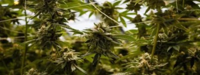 加拿大联邦大麻税去年收入2.44亿元：仅为预期的四分之一