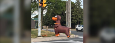 谁说工作难找？安省男子穿着狗狗充气服，硬是把遛狗遛成了事业