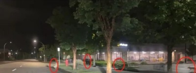 大温惊现“神级画面”：黑熊被郊狼组团围追争夺地盘