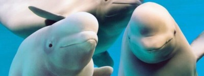 政府不让出口中国，又不拨款，尼亚加拉瀑布30头白鲸恐遭安乐死