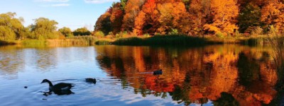 安省枫叶变色高峰时间公布：阿冈昆公园已经达到100%变色率