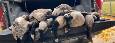 为了吃铁锅炖加拿大鹅，命快搞没了：劝大家这野物真心难吃