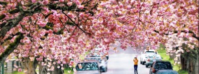 加拿大有3个城市跻身世界最佳城市之列，但多伦多榜上无名