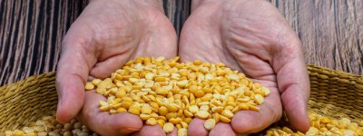 印度也要加入对加拿大的关税战？黄豌豆产业惨遭中印关税”夹击“